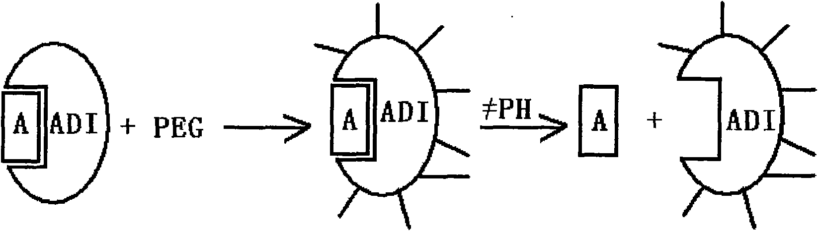 Methoxypolyethylene glycol-modified arginine deiminase, preparation thereof and use thereof