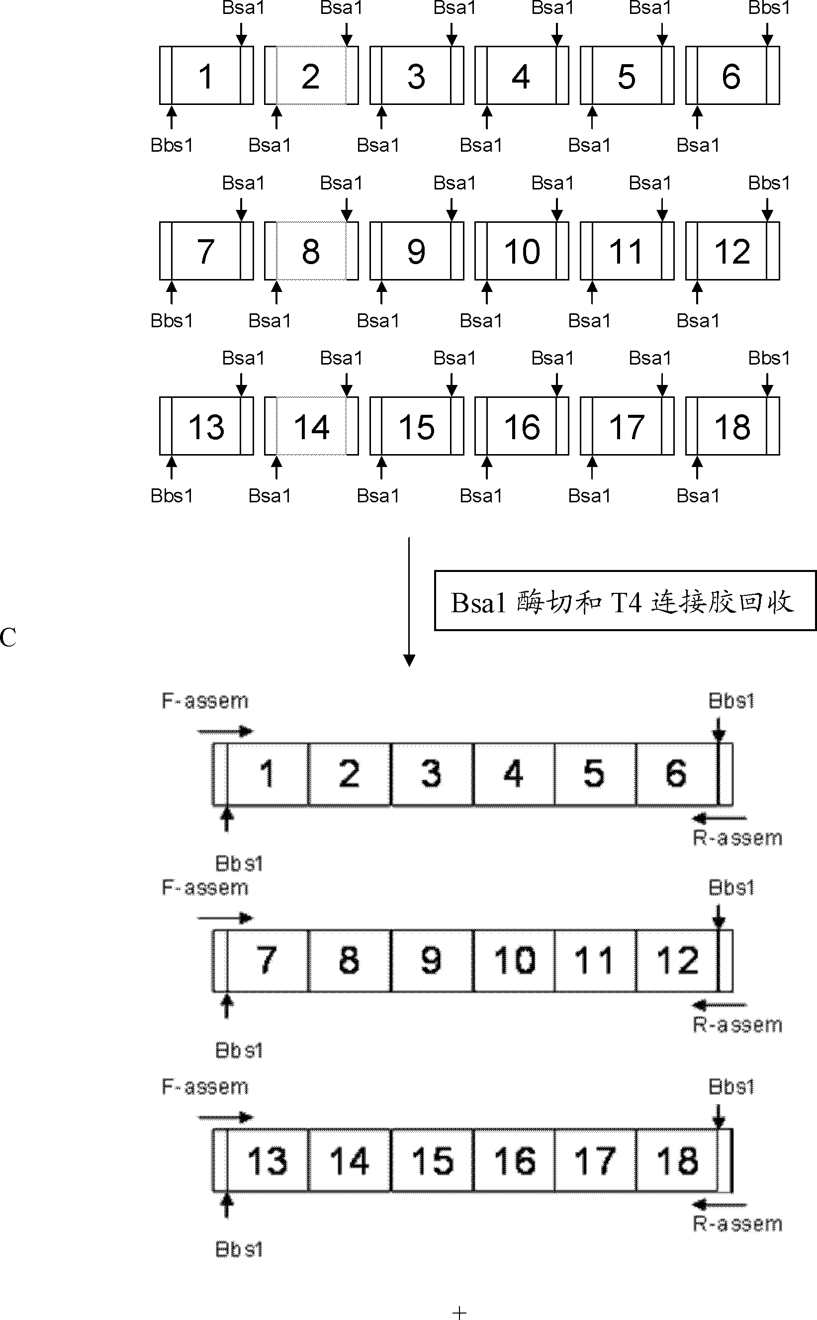 A pair of transcription activator-like effector nucleases and coding engines as well as application thereof