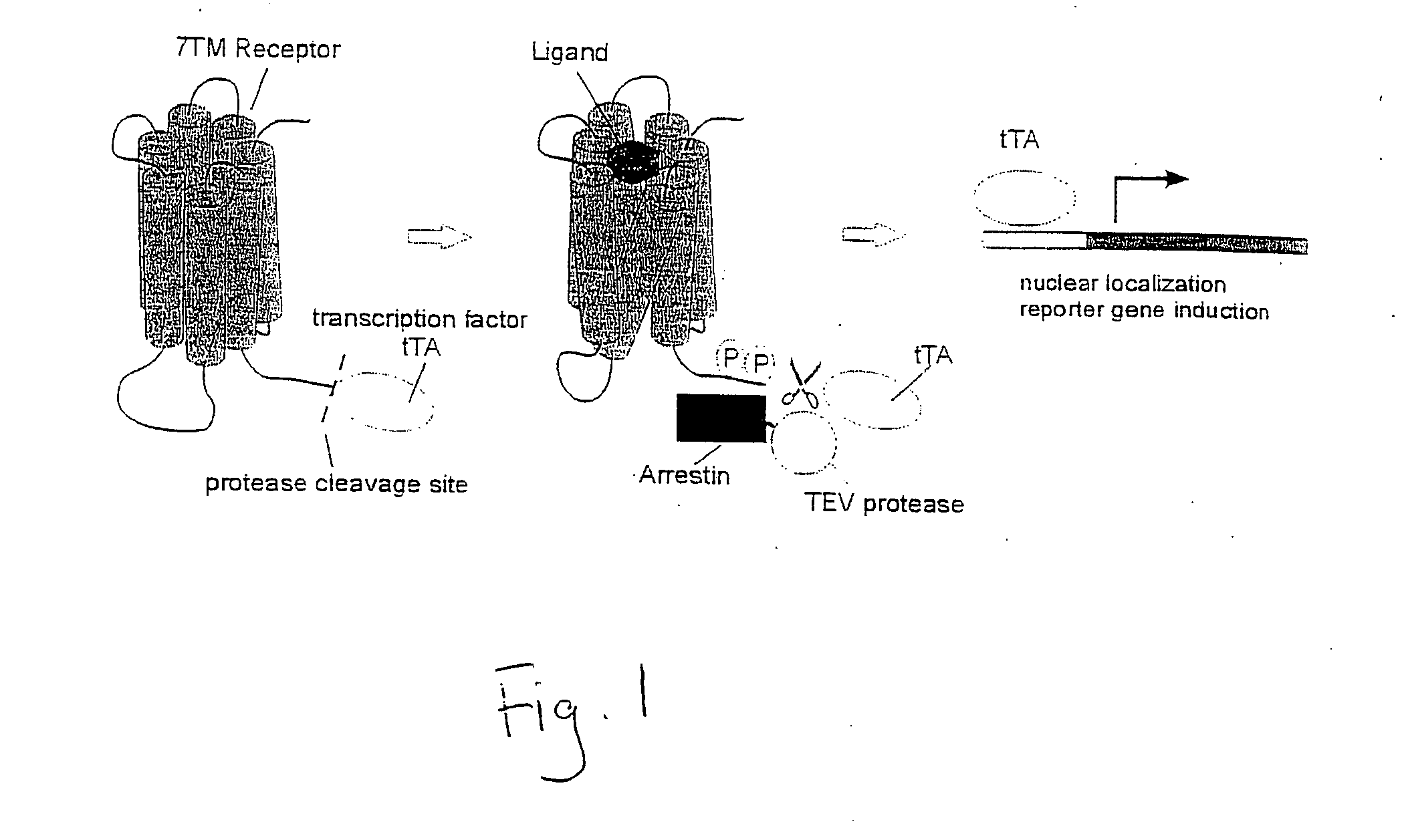 Method for assaying protein-protein interaction