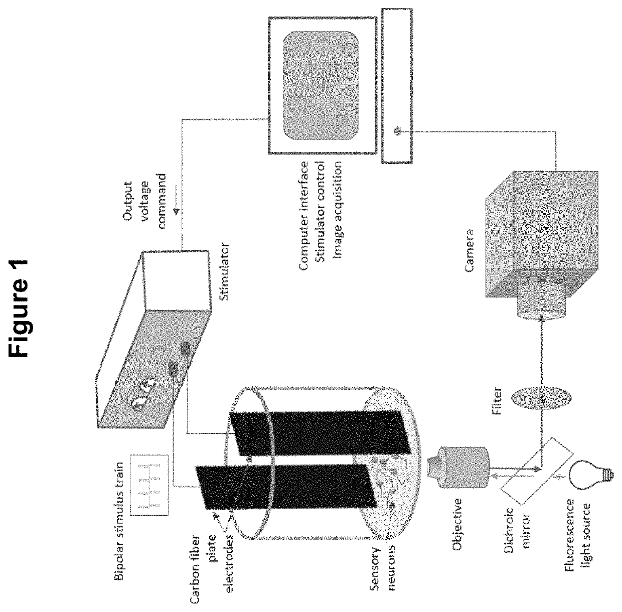 Method for the identification of sensory neuron subtypes in ex vivo preparations