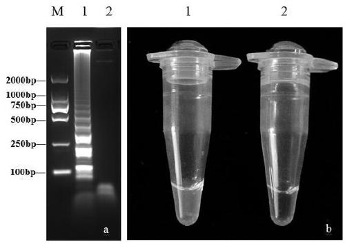 Primer combination for detecting succulent plant stem fusarium moniliforme based on LAMP (Loop-mediated Isothermal Amplification) and application thereof