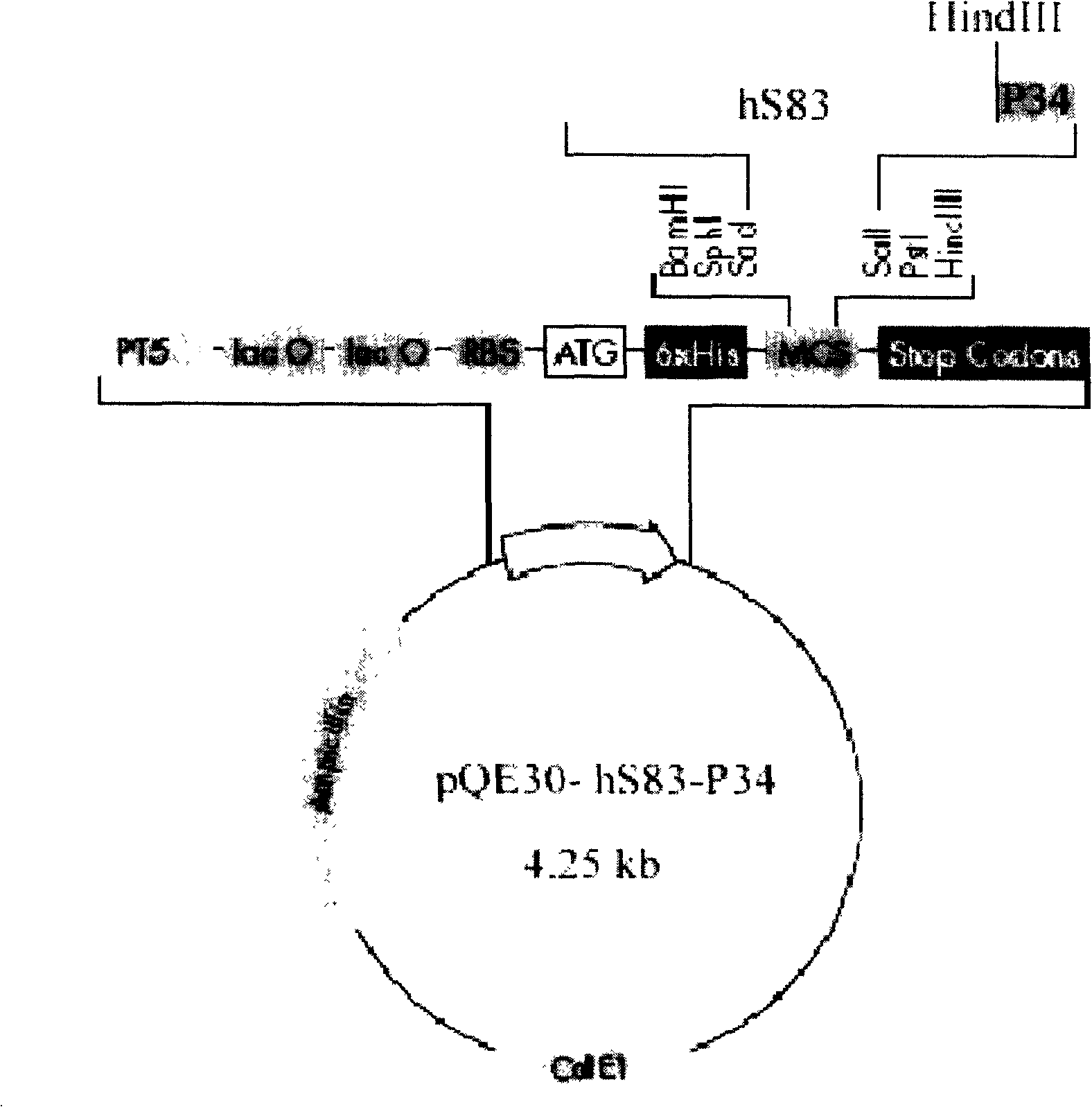 Humanized CTLA-4 single chain antibody and human perforin path formed peptide P34 recombinant immunotoxin