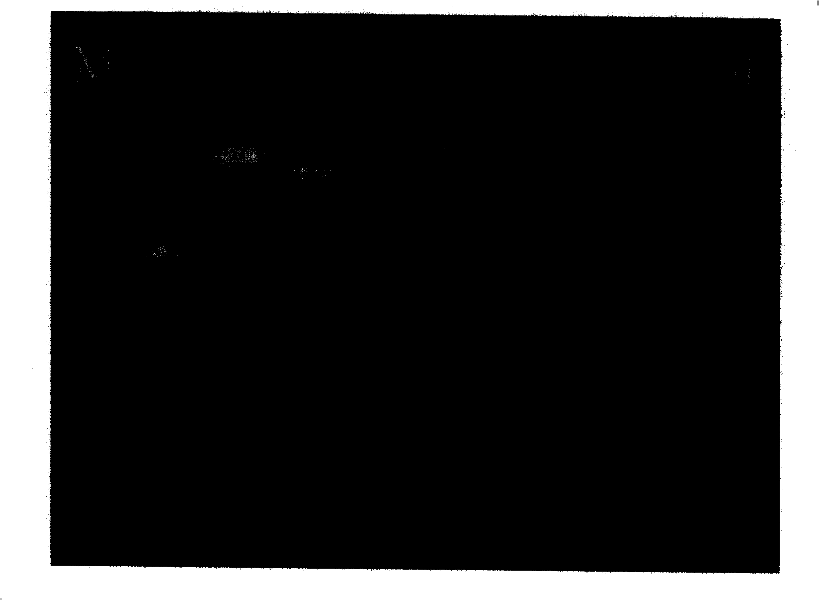 Humanized CTLA-4 single chain antibody and human perforin path formed peptide P34 recombinant immunotoxin