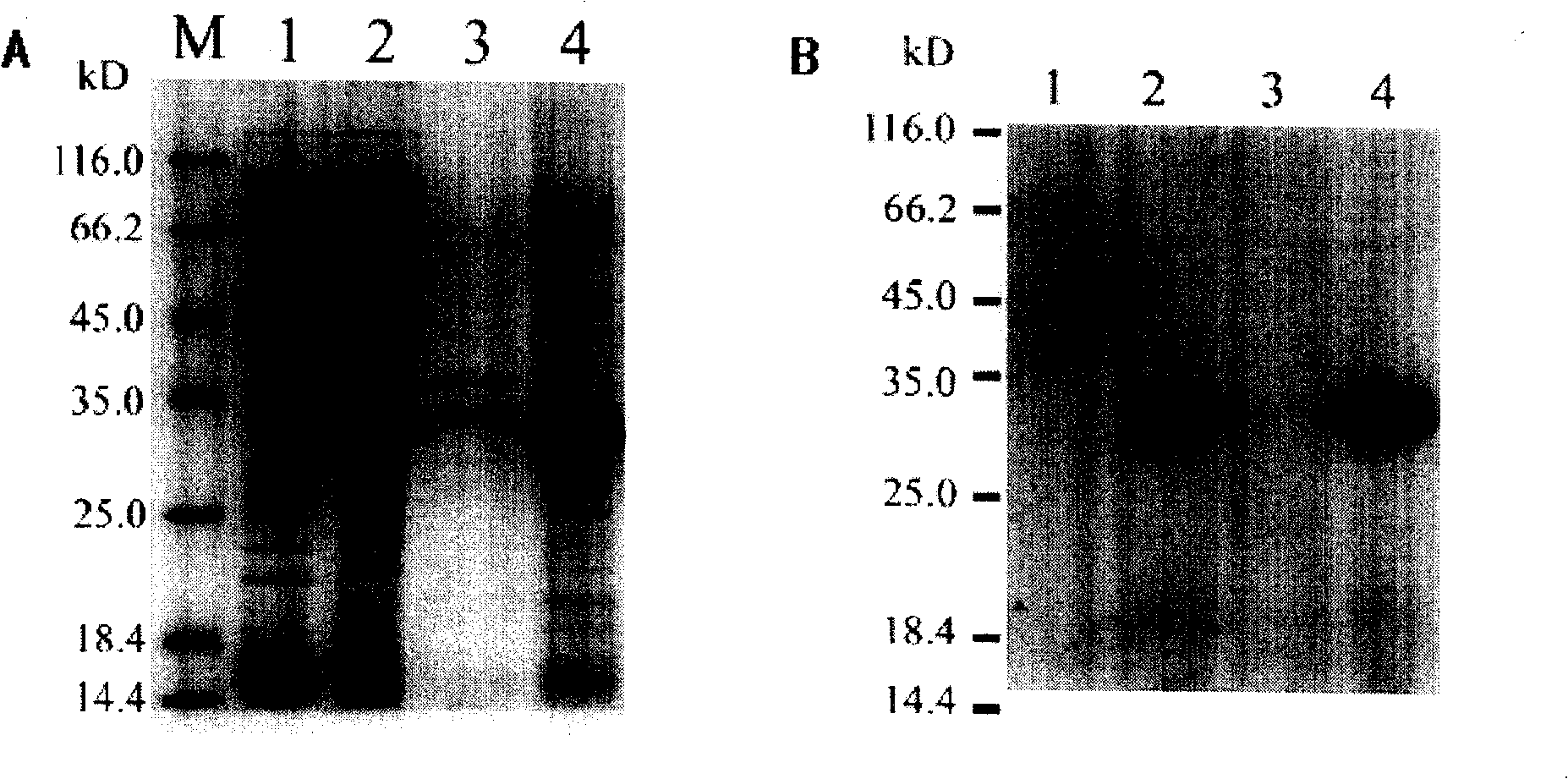 Humanized CTLA-4 single chain antibody and human perforin path formed peptide P34 recombinant immunotoxin