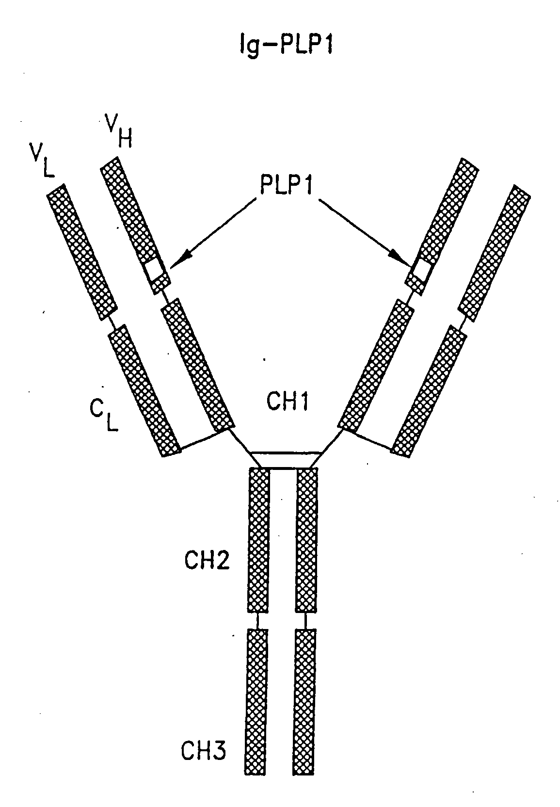 Compounds, Compositions and Methods for the Endocytic Presentation of Immunosuppressive Factors