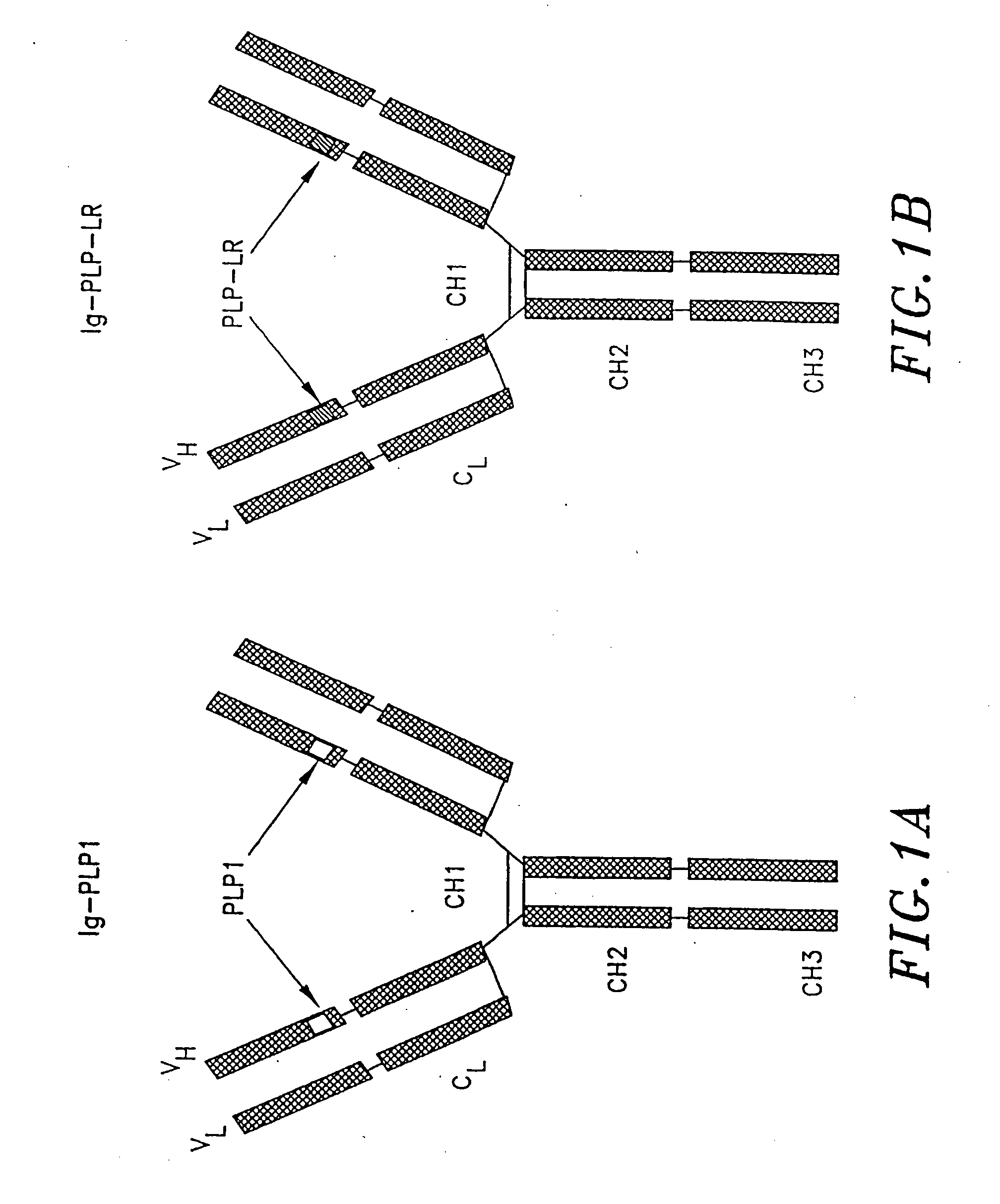 Compounds, Compositions and Methods for the Endocytic Presentation of Immunosuppressive Factors