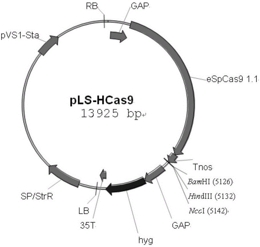 Site-specific insertional inactivation method and application mediated by agrobacterium tumefaciens and CRISPR/Cas9