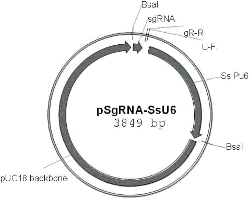 Site-specific insertional inactivation method and application mediated by agrobacterium tumefaciens and CRISPR/Cas9