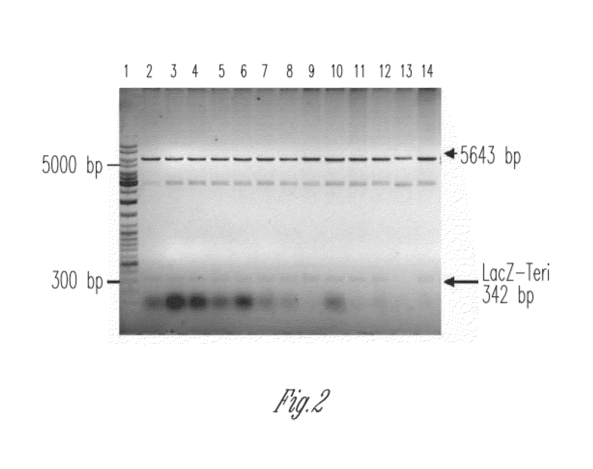 Orthogonal process for purification of recombinant human parathyroid hormone (rhPTH) (1-34)