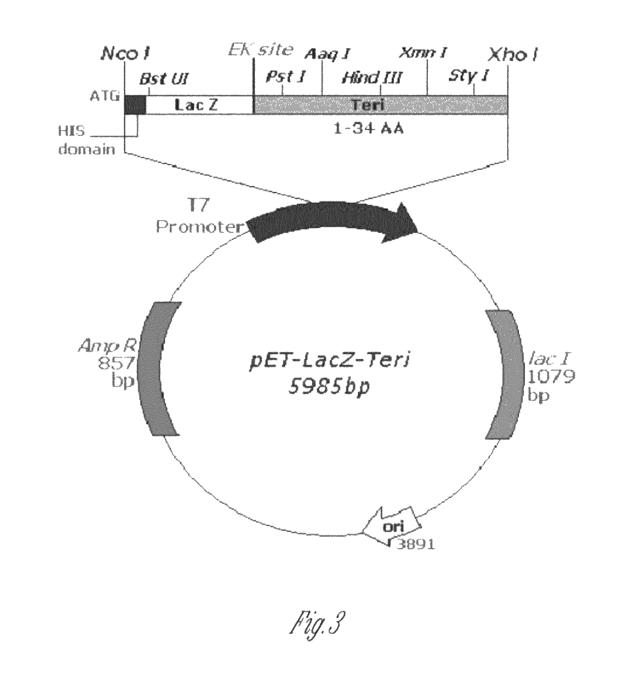 Orthogonal process for purification of recombinant human parathyroid hormone (rhPTH) (1-34)