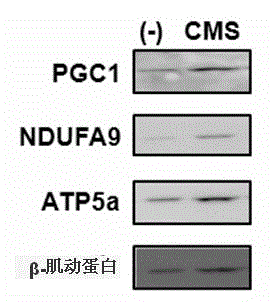 Composition comprising coumestrol or bean extract containing coumestrol