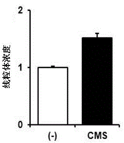 Composition comprising coumestrol or bean extract containing coumestrol