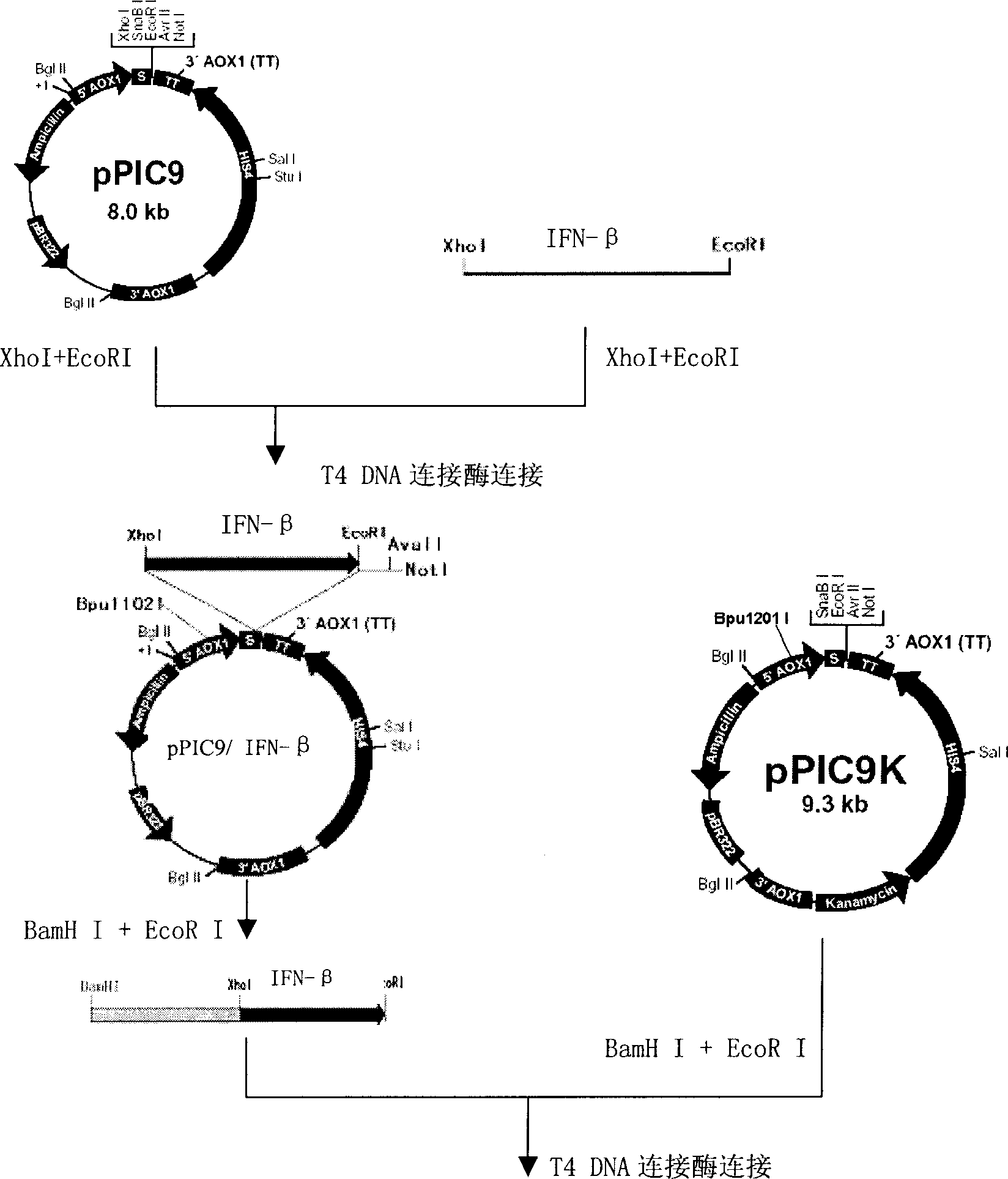 Production of recombinant human interferon beta