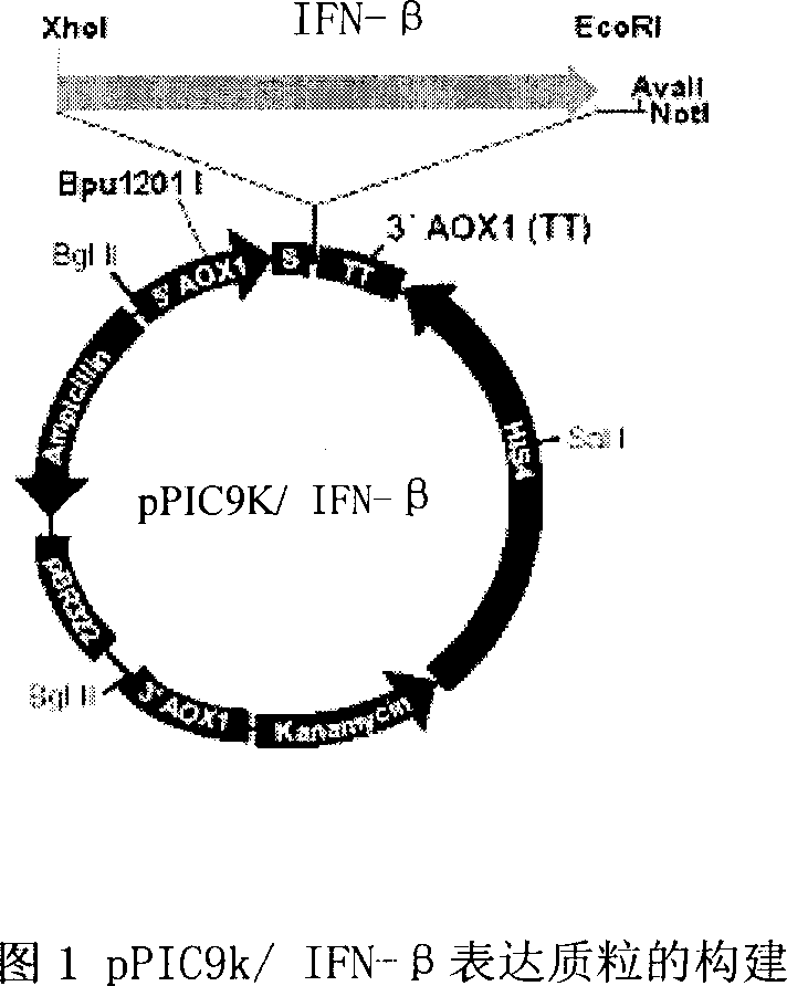 Production of recombinant human interferon beta