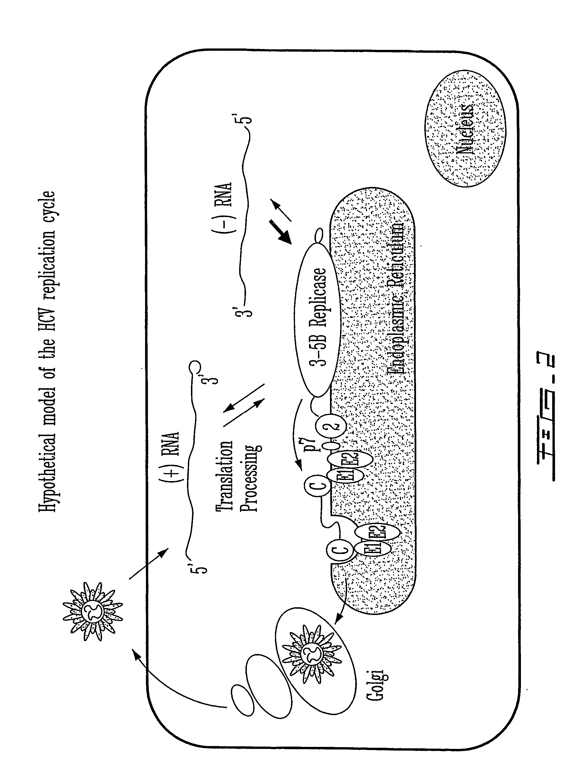 Method for inducing hepatitis c virus (hcv) replication in vitro, cells and cell lines enabling robust hcv replication and kit therefor