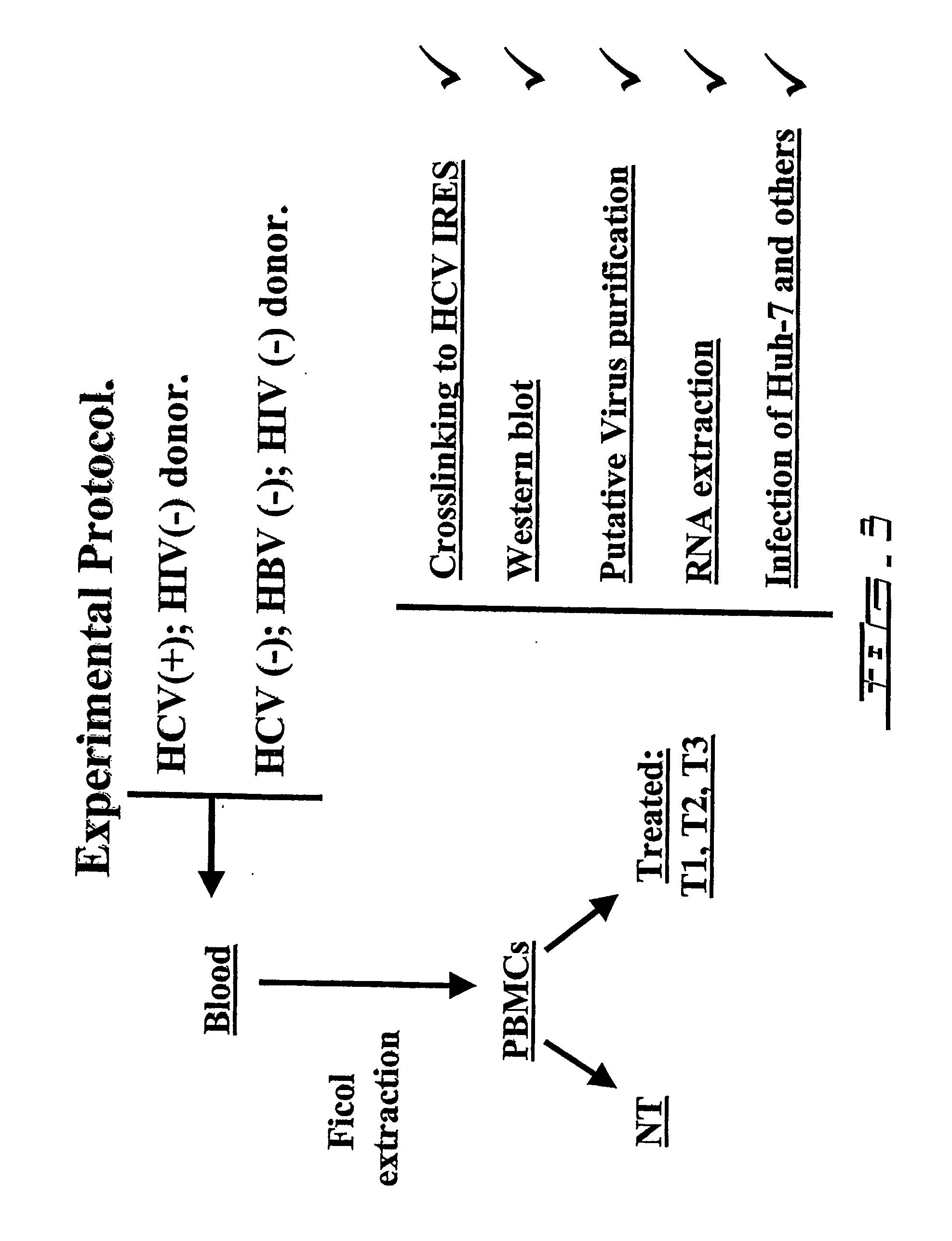 Method for inducing hepatitis c virus (hcv) replication in vitro, cells and cell lines enabling robust hcv replication and kit therefor