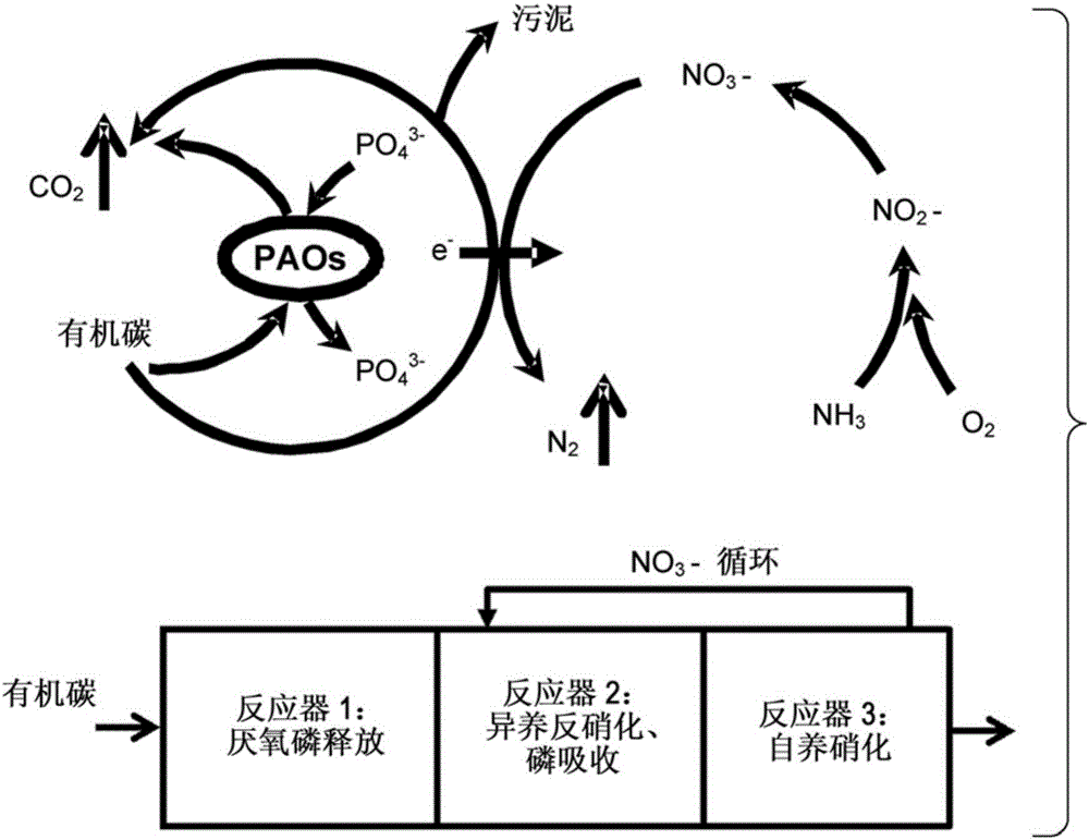 Sulphur cycle-associated denitrifying enhanced biological phosphorus removal (SD-EBPR) utilizing sulphur compounds as electron carriers for biological nutrient removal of wastewater treatment