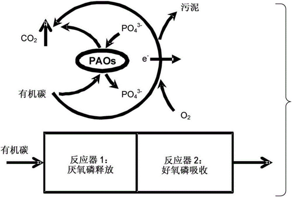 Sulphur cycle-associated denitrifying enhanced biological phosphorus removal (SD-EBPR) utilizing sulphur compounds as electron carriers for biological nutrient removal of wastewater treatment