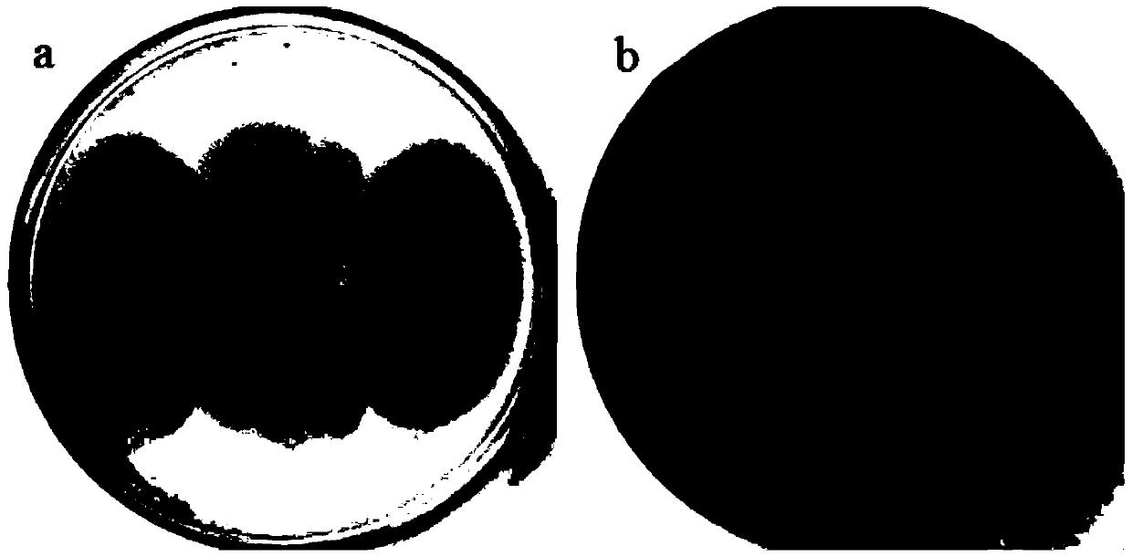 Aspergillus niger and its application in biological control of aflatoxins