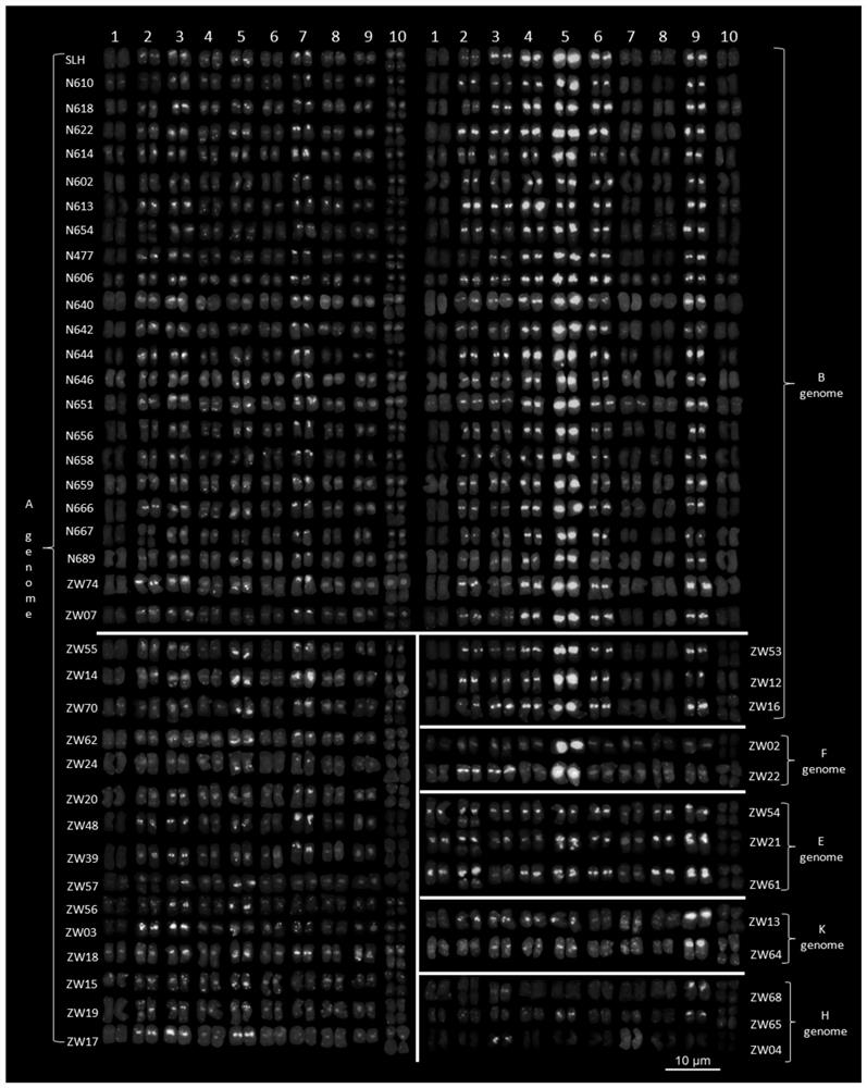 A peanut chromosome probe staining kit and its application method