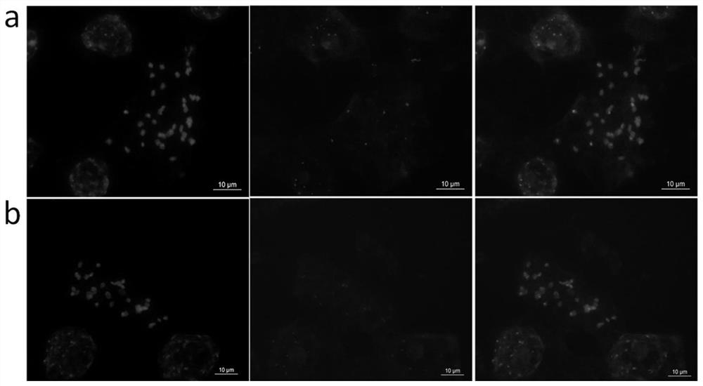 A peanut chromosome probe staining kit and its application method