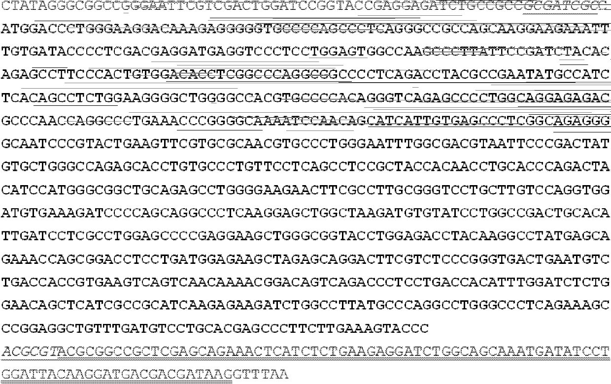 Anti ERCC1 monoclonal antibody 2E12 and application