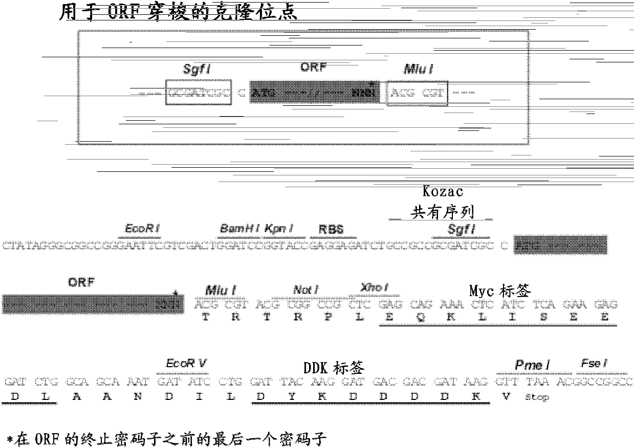 Anti ERCC1 monoclonal antibody 2E12 and application