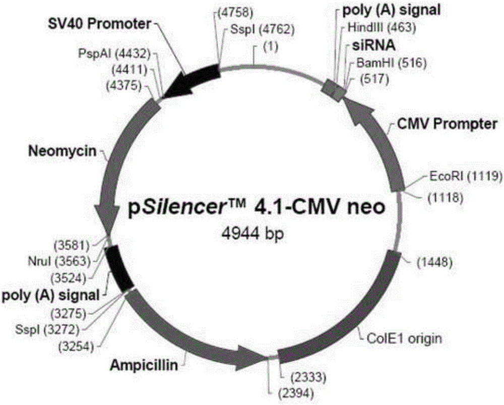 Small interfering RNA (ribonucleic acid), short hairpin RNA and recombined carrier for SOX4 gene targets, and application of recombined carrier