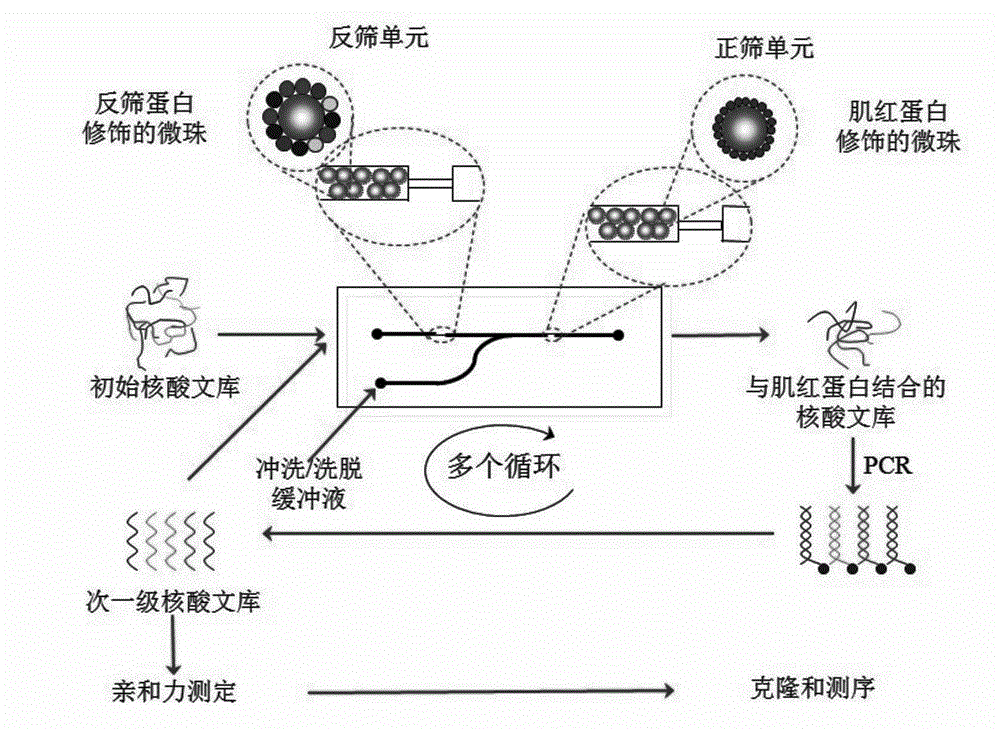 Nucleic acid aptamer capable of detecting myohemoglobin, microfluidic chip for screening and screening method and application