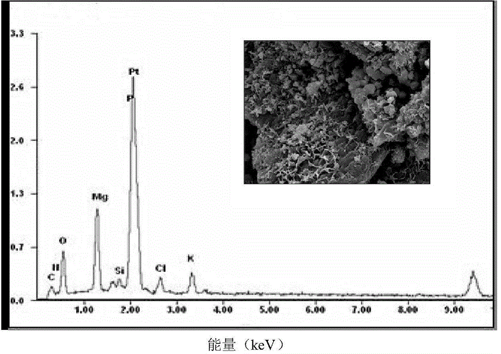 Method for concreting loose sand particles through biological phosphate/carbonate composite cementing material