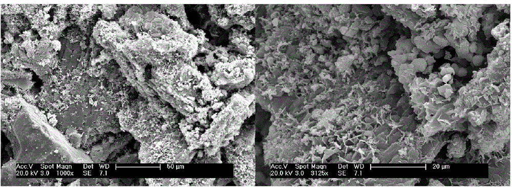 Method for concreting loose sand particles through biological phosphate/carbonate composite cementing material