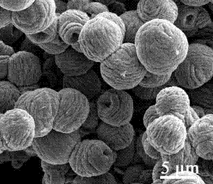 Zinc oxide microspheres and preparation method thereof