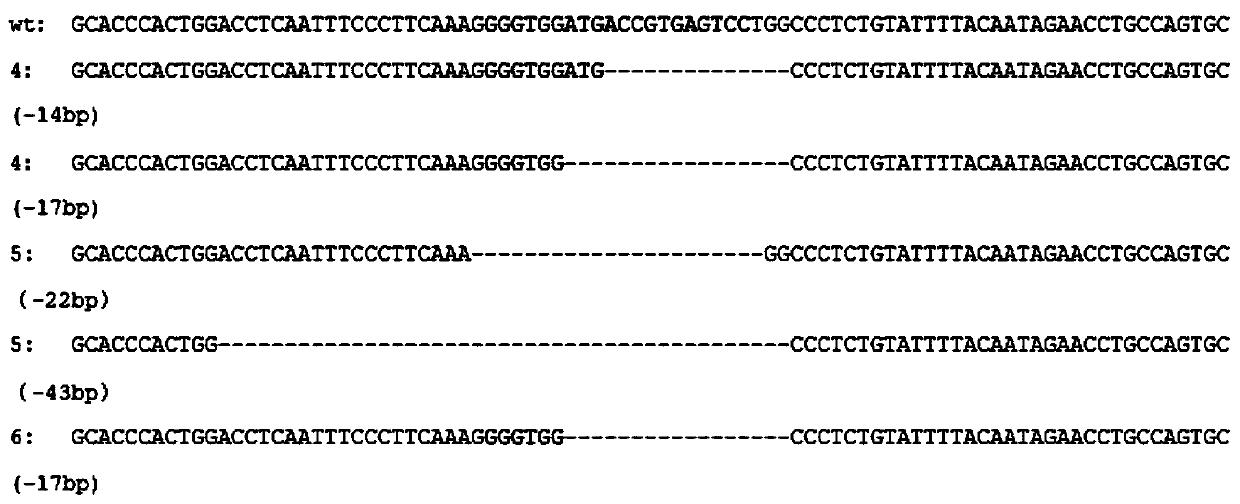 Method for constructing albino hamster model based on CRISPR-Cas9 system