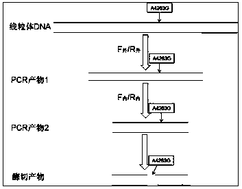 Kit for detecting mitochondria DNA A4263G related to hypertension and application