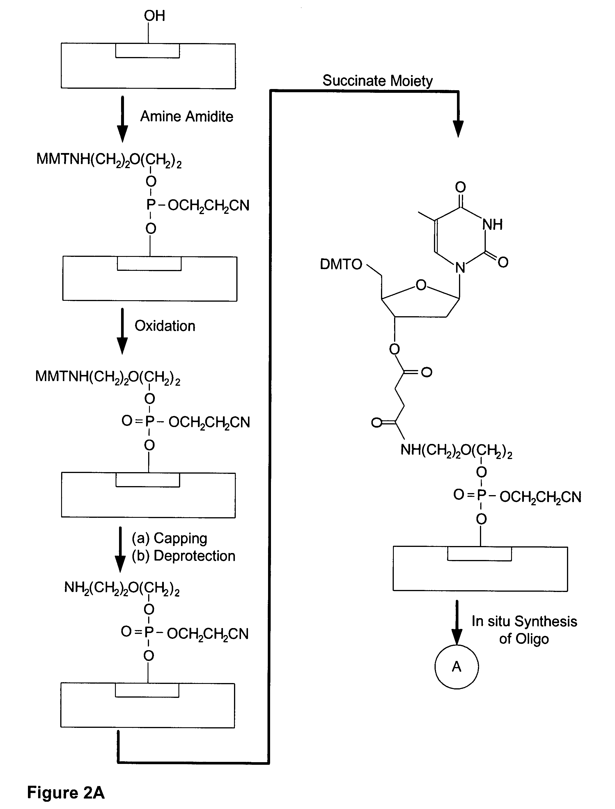 RNA sequences generated using a microarray having a base cleavable succinate linker