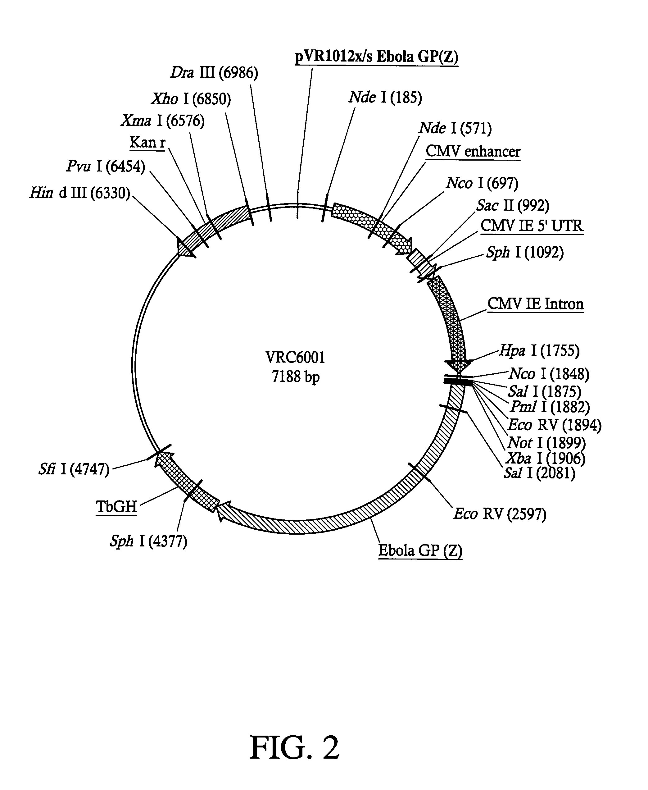 Development of a preventive vaccine for filovirus infection in primates