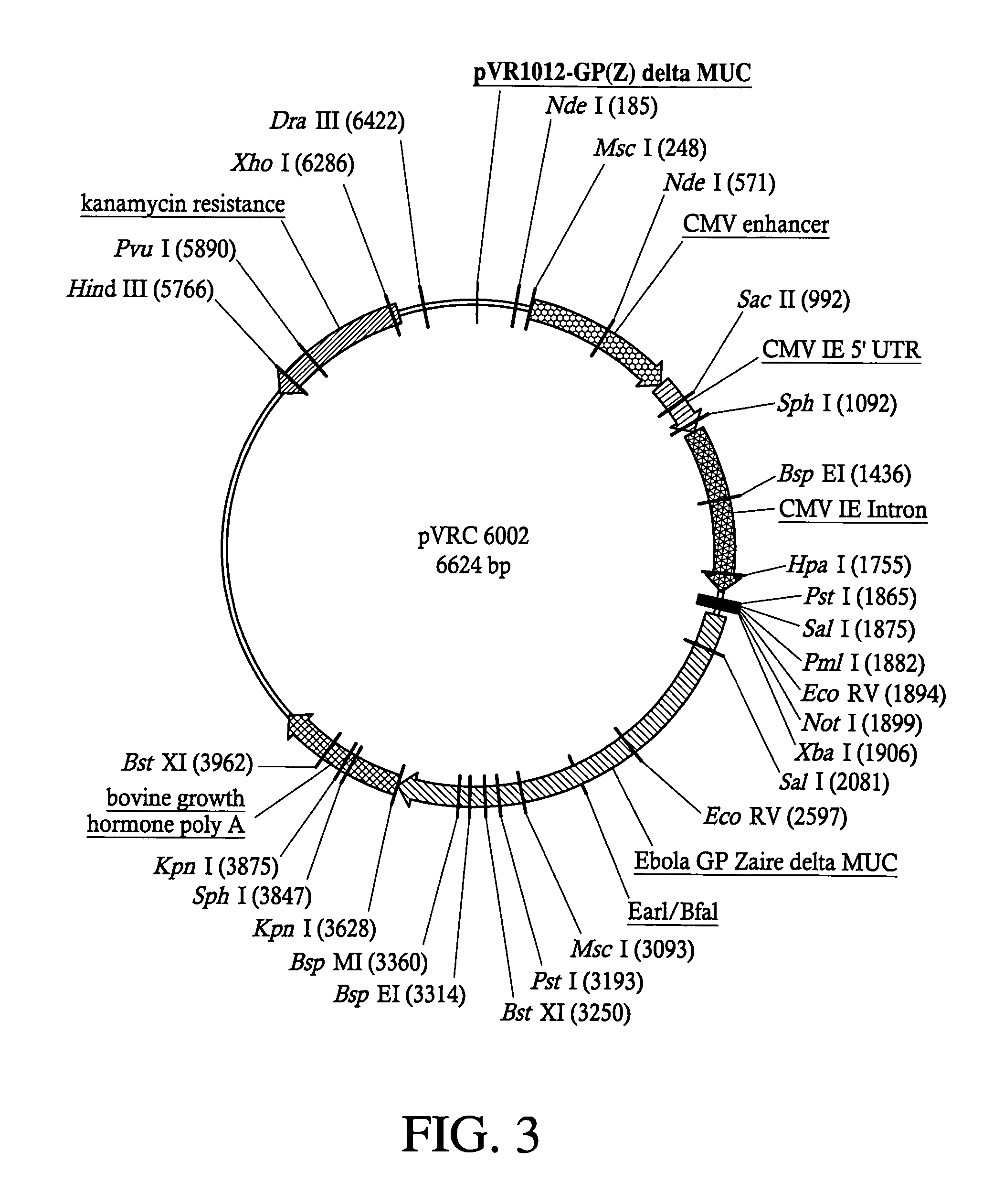 Development of a preventive vaccine for filovirus infection in primates