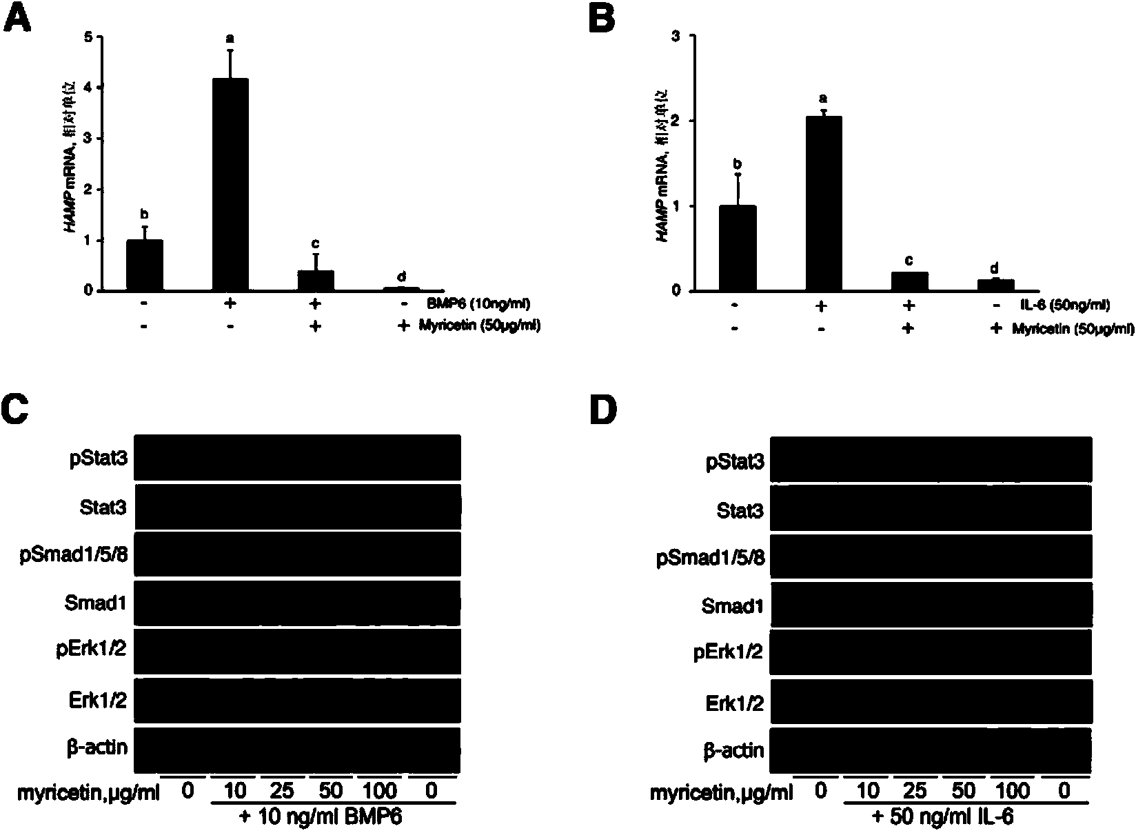 Application of myricetin in preparing preparation for inhibiting hepcidin expression