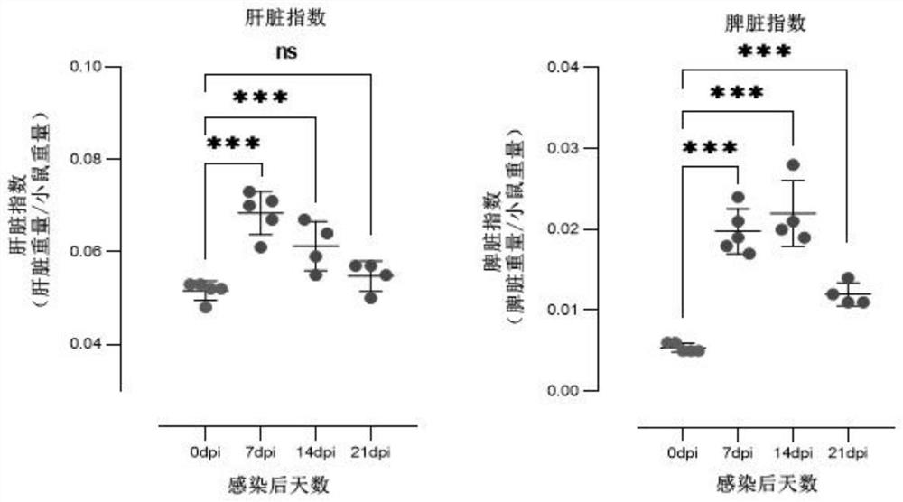 Construction method of mouse talaromyces marneffei latent reactivation model