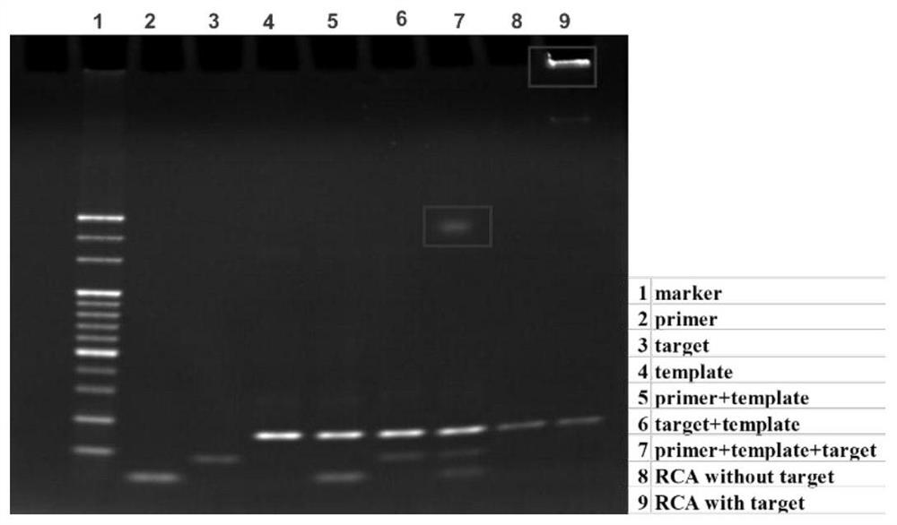 Helicobator pylori nucleic acid sensor, detection method and application