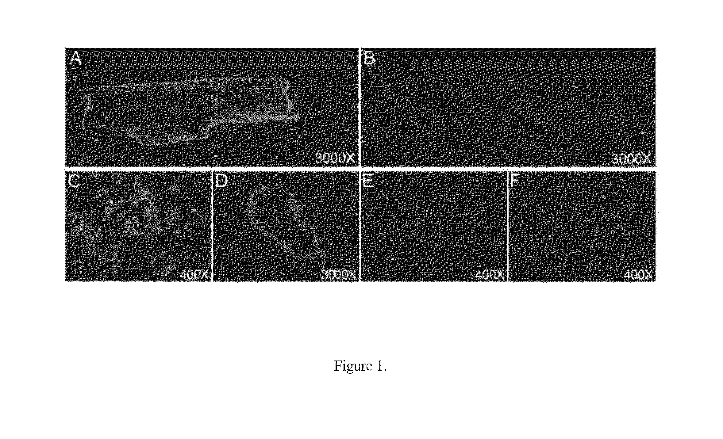 Inotropic Antibodies and Therapeutic Uses Thereof