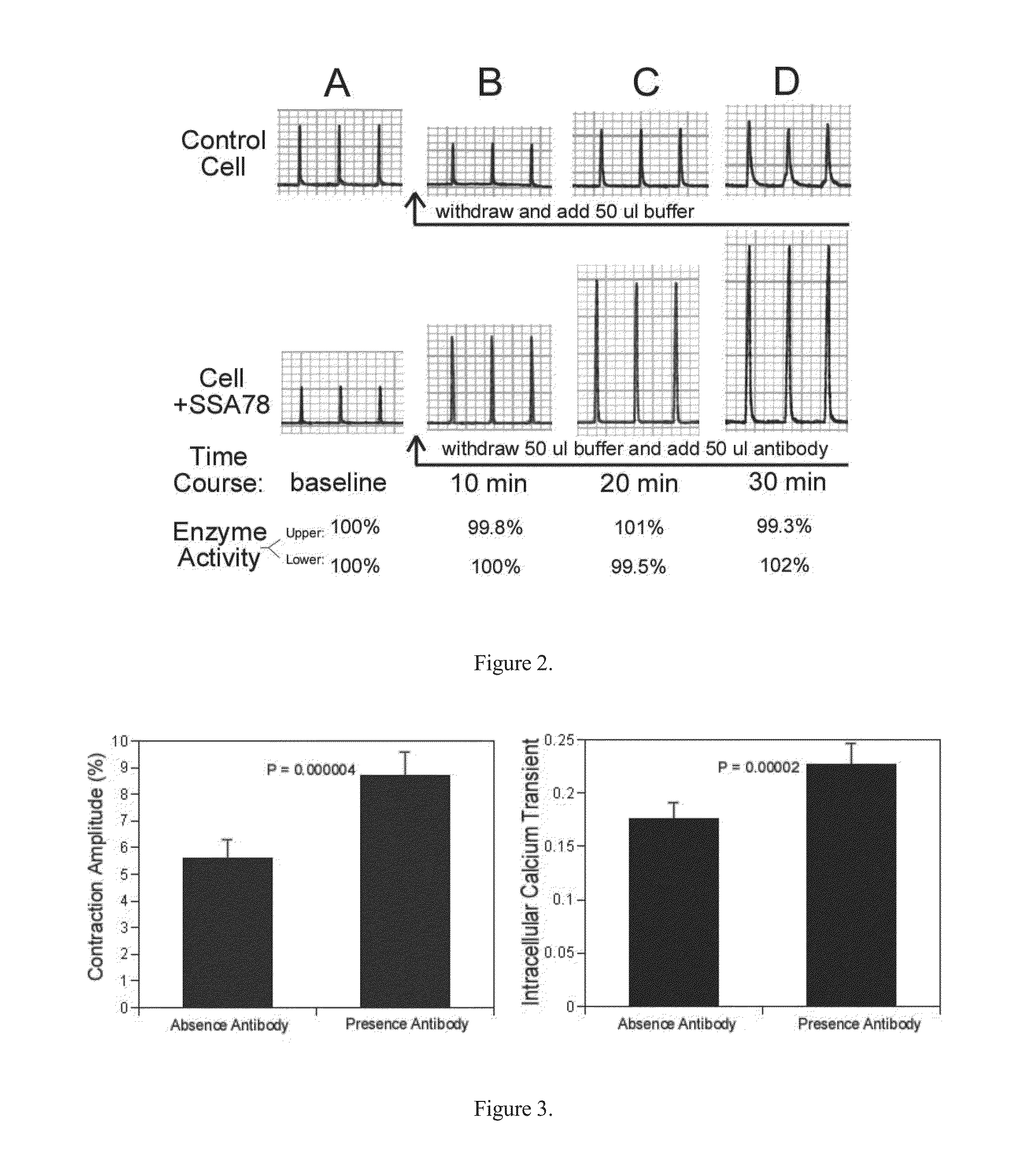 Inotropic Antibodies and Therapeutic Uses Thereof