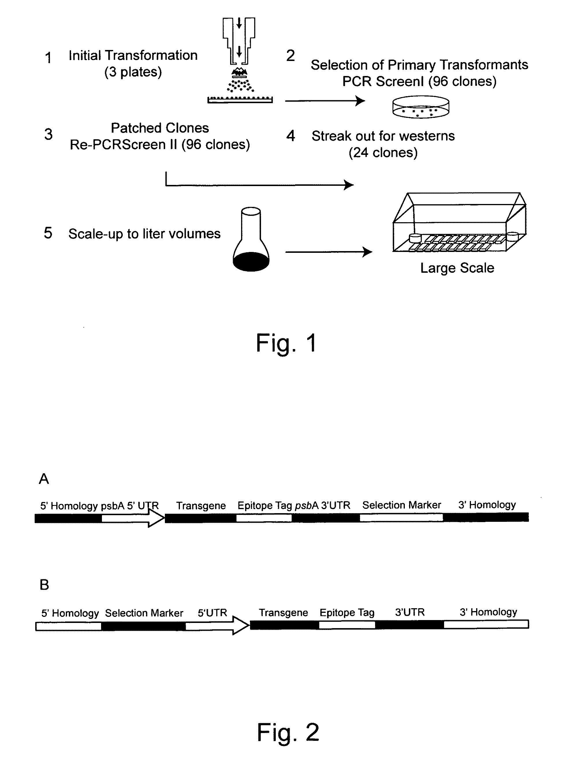 Use of genetically modified organisms to generate biomass degrading enzymes