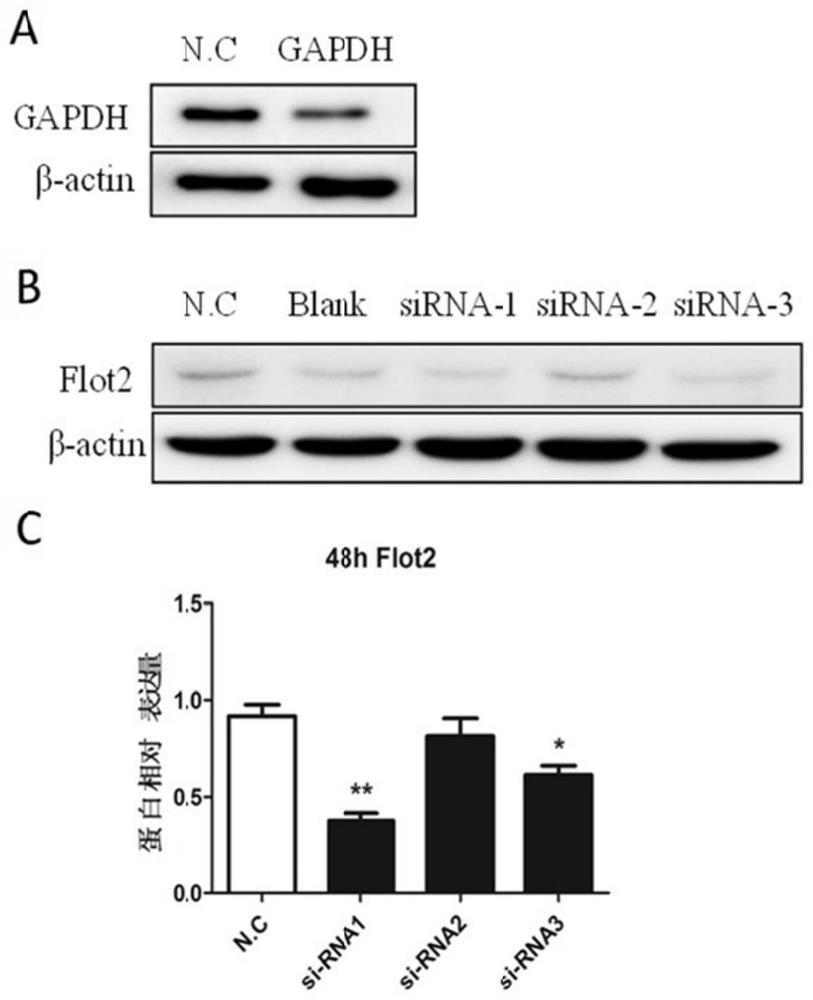 Use of flot2 inhibitors to inhibit osteoclastogenesis and/or osteoclastic activity