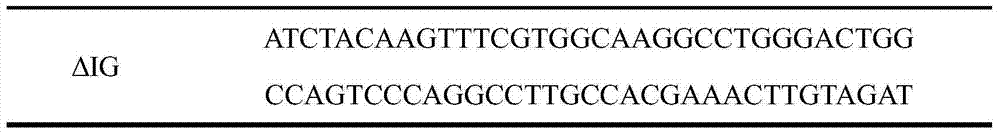 Amylase mutant having improved heat stability and construction method and application thereof