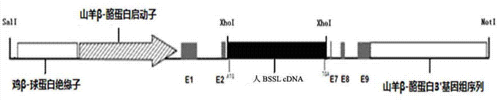 Method for overexpression of cholate activation lipase in mammary gland of mammal