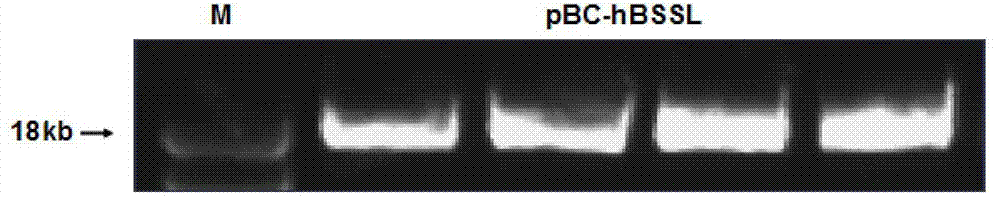 Method for overexpression of cholate activation lipase in mammary gland of mammal