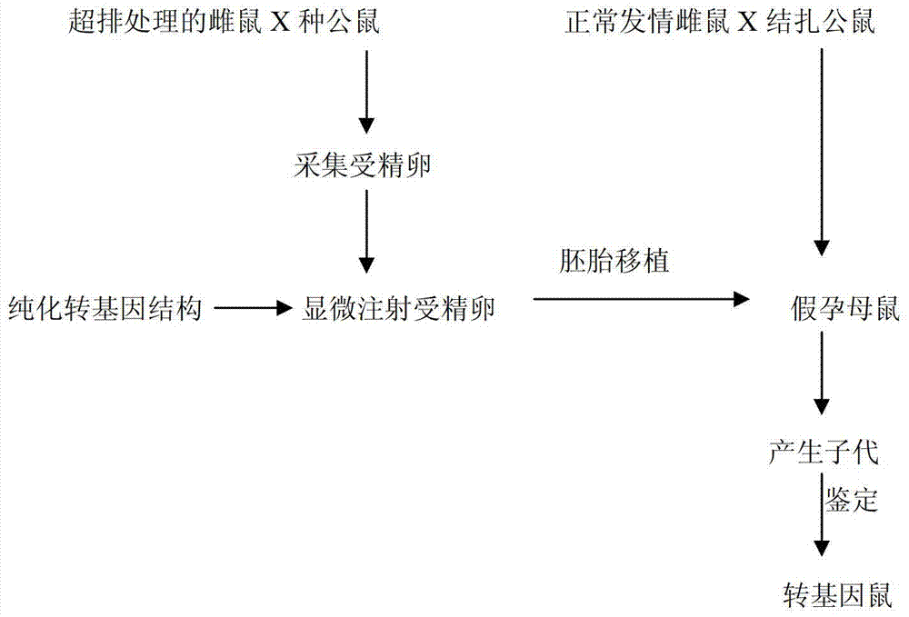 Method for overexpression of cholate activation lipase in mammary gland of mammal