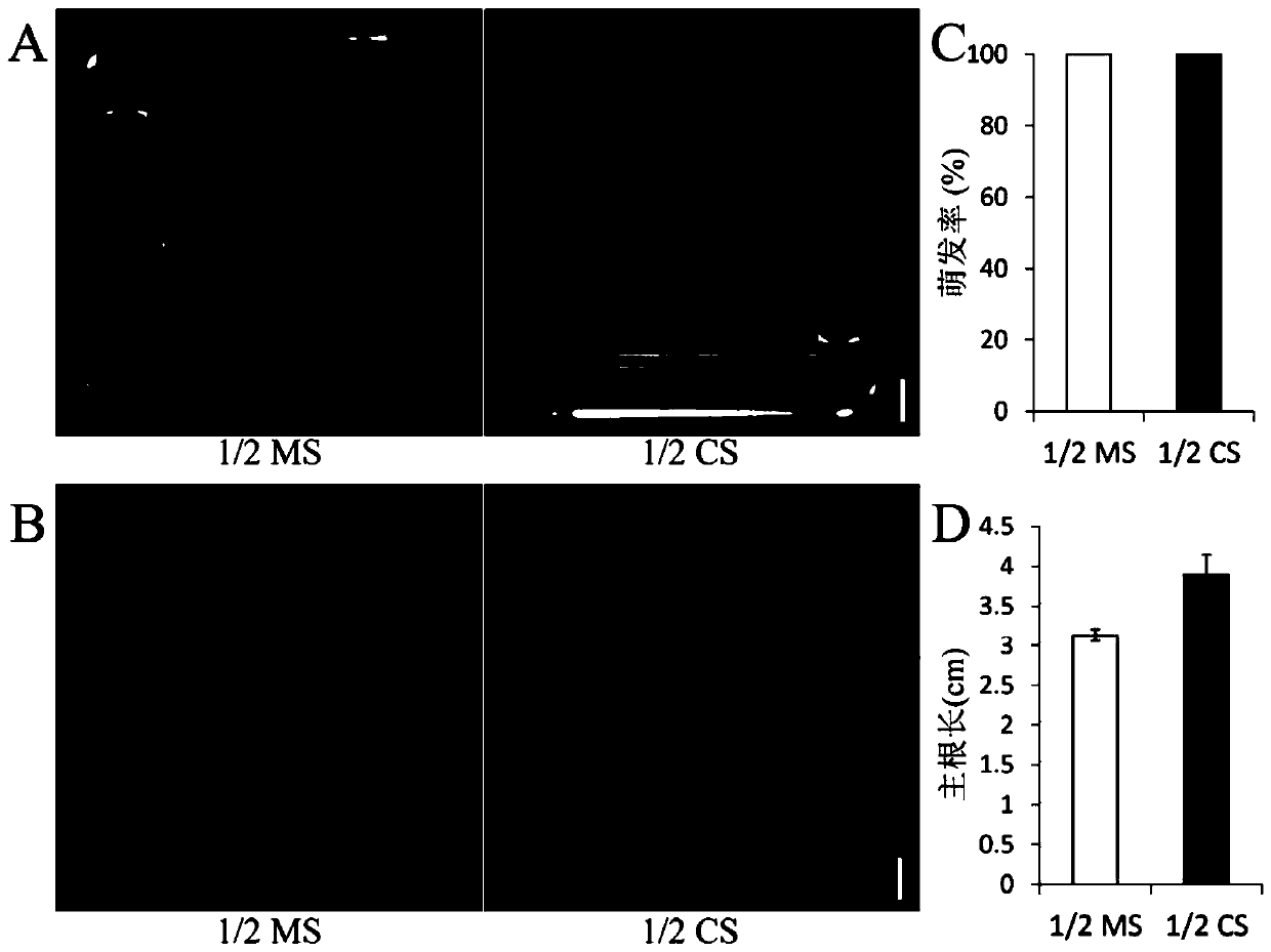 Widely-applicable plant tissue culture medium and 1/2 culture medium