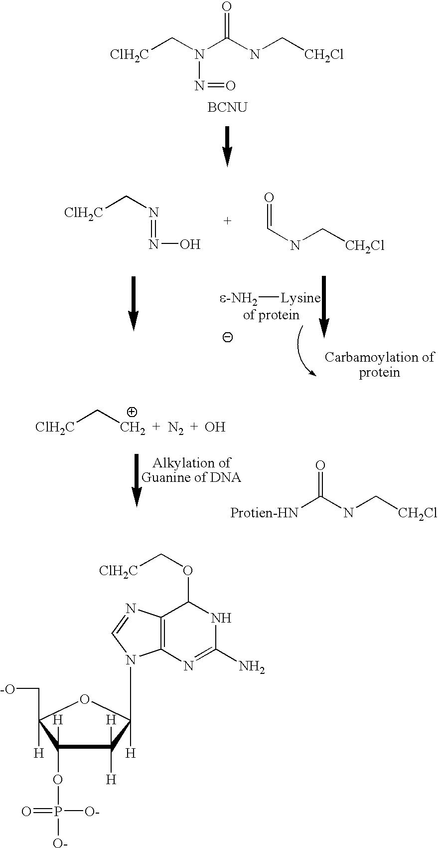 Combination therapy with inhibitors of inducible nitric oxide synthase and alkylating agents